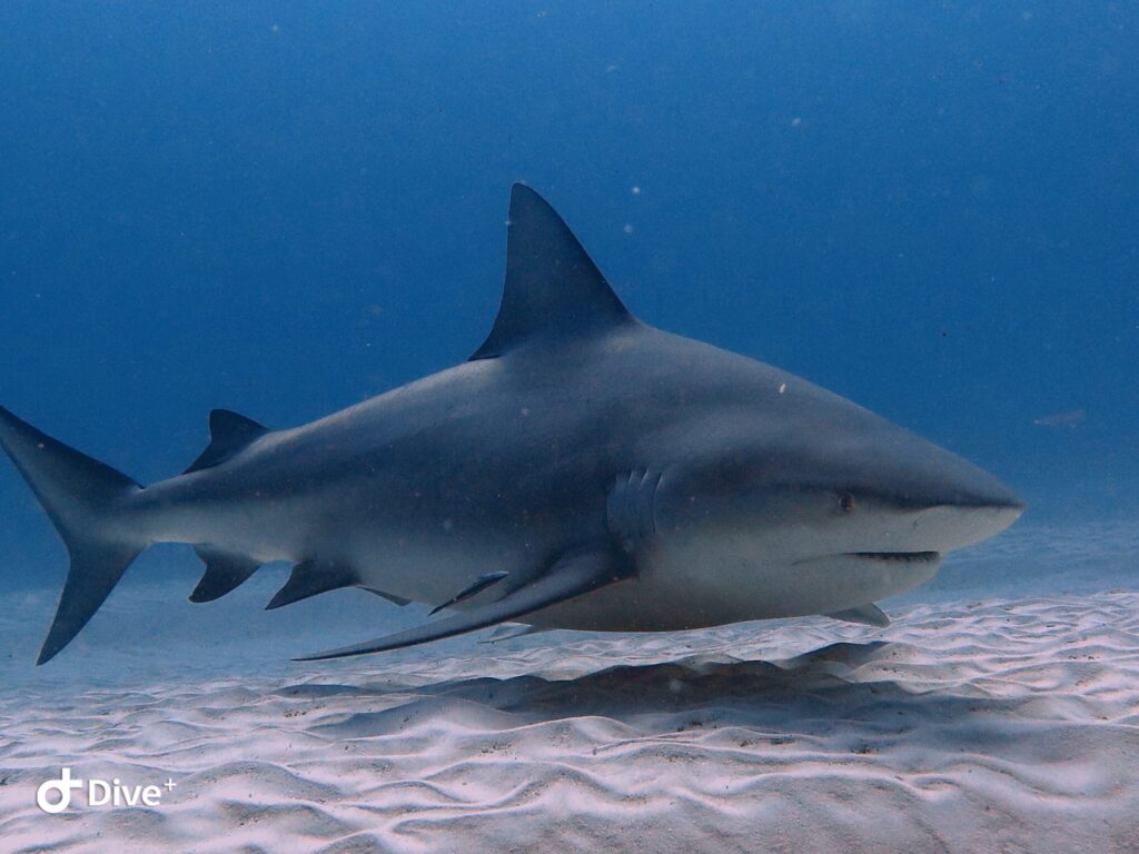 Underwater photo of a bull shark swimming along the reef.