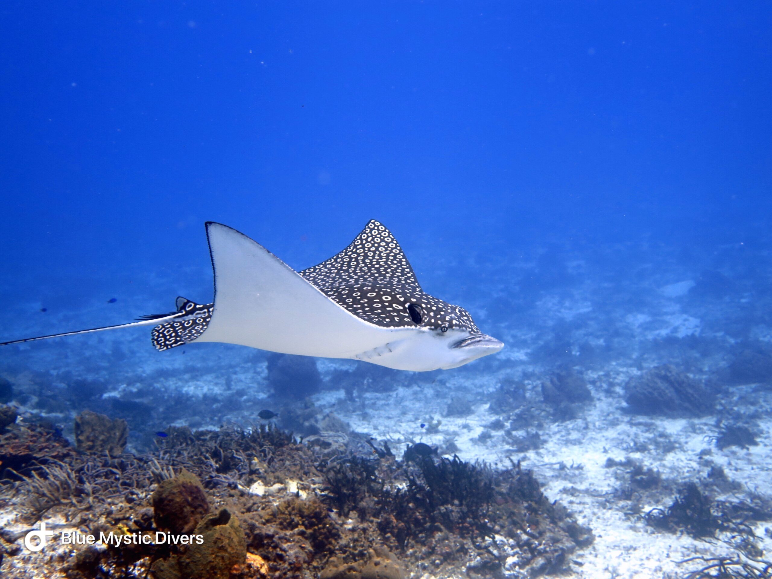 A majestic eagle ray swims from left to right.