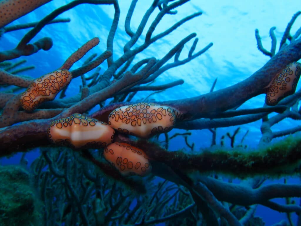 A family of flamingo tongues feeding while resting on branches of coral.
