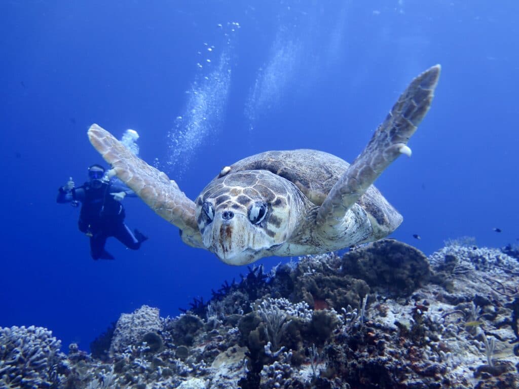 Loggerhead turtle swimming towards the camera, a diver in the background.